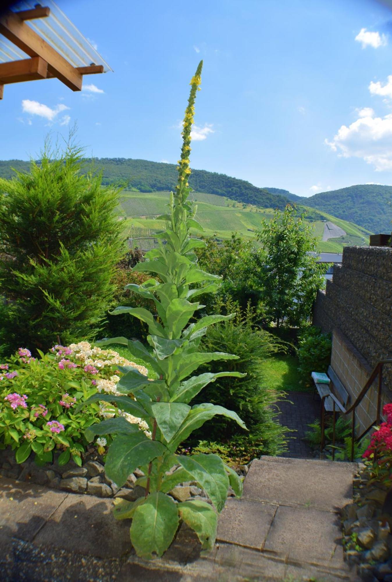 Haus Constanze Apartment Bernkastel-Kues Exterior photo
